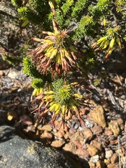 Erica coccinea