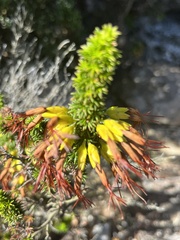 Erica coccinea