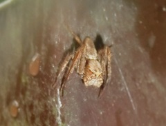 Hamataliwa