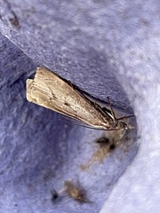 Agriphila geniculea