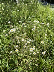 Erigeron annuus