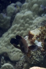 Cephalopholis nigripinnis