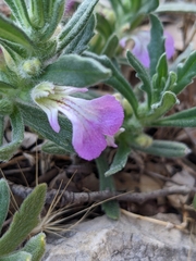 Ajuga iva