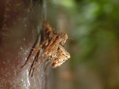 Hamataliwa