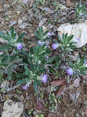 Ajuga iva