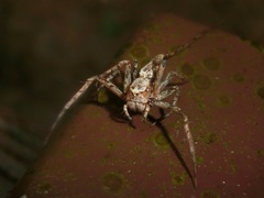 Hamataliwa