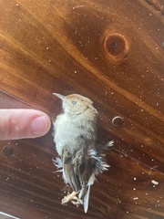Cisticola fulvicapilla dexter