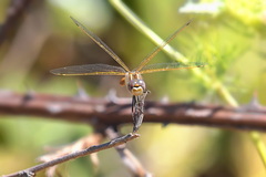 Sympetrum corruptum