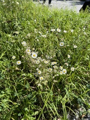 Erigeron annuus