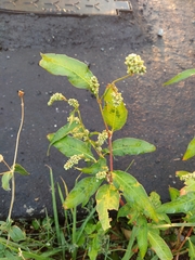 Persicaria tomentosa