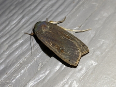 Noctua pronuba