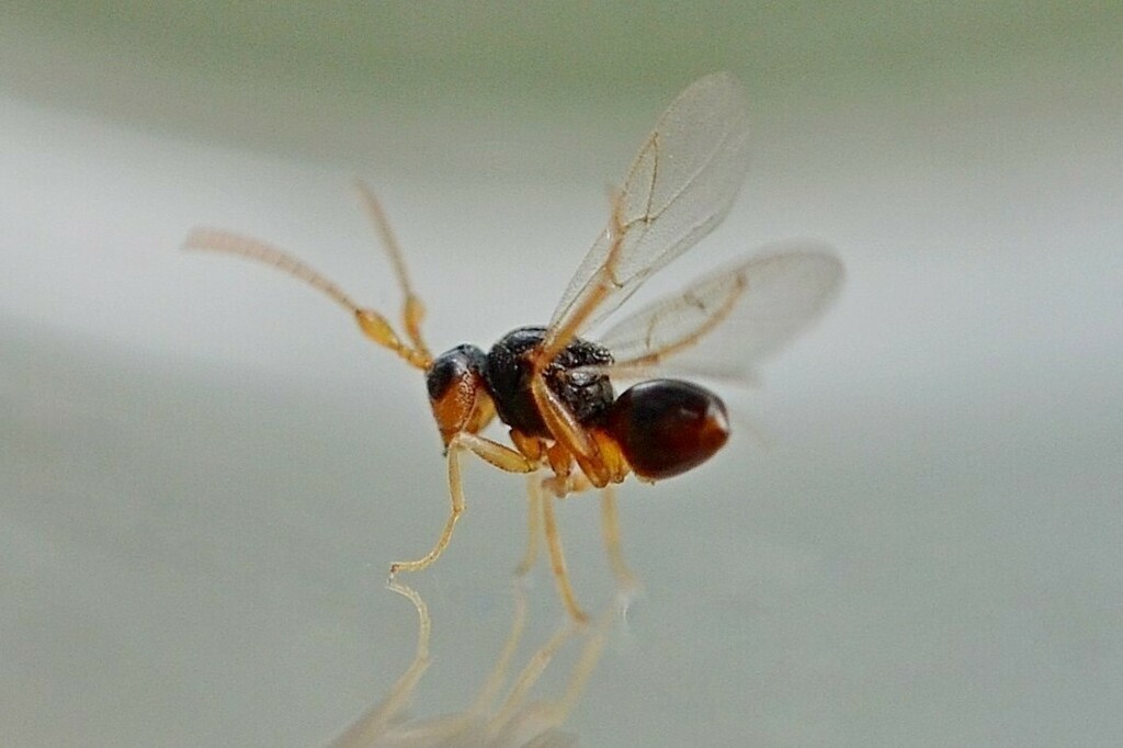 Synergus thaumacerus