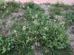 Raphanus raphanistrum