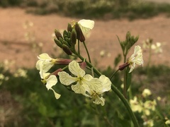 Raphanus raphanistrum