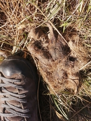 Canis lupus italicus