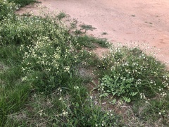 Raphanus raphanistrum