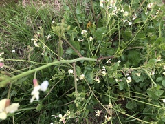 Raphanus raphanistrum