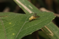 Tephritidae