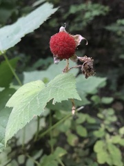 Rubus parviflorus
