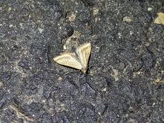 Microtheoris ophionalis