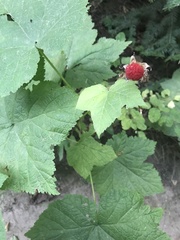 Rubus parviflorus