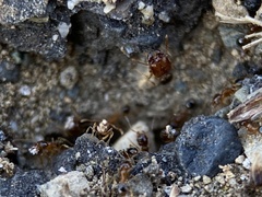 Pheidole pilifera