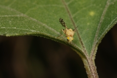 Tephritidae