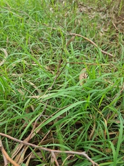 Microlaena stipoides