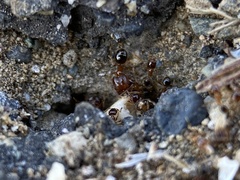 Pheidole pilifera