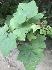 Rubus parviflorus