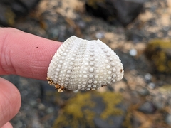 Euechinoidea