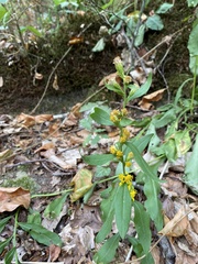 Solidago virgaurea