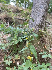 Solidago virgaurea