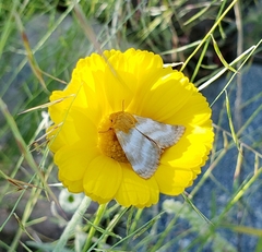 Schinia miniana