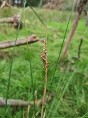 Juncus pallidus