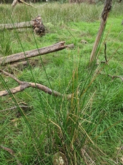 Juncus pallidus