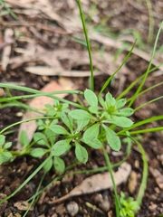 Galium aparine