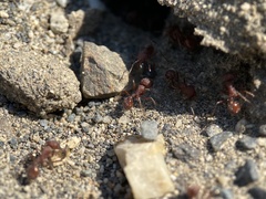 Pogonomyrmex salinus