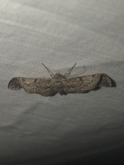 Neoalcis californiaria