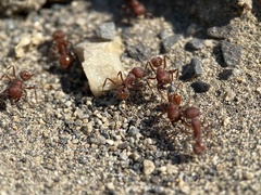 Pogonomyrmex salinus