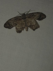 Neoalcis californiaria