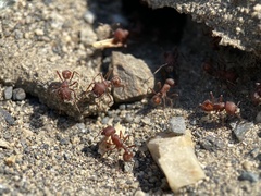 Pogonomyrmex salinus