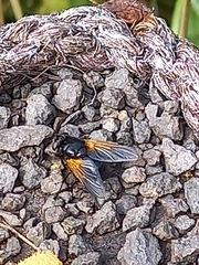 Mesembrina meridiana