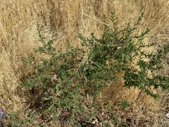 Bassia scoparia