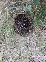 Tachyglossus aculeatus