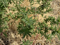 Bassia scoparia