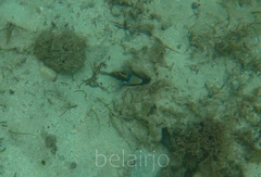 Rhinecanthus aculeatus