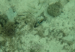 Rhinecanthus aculeatus