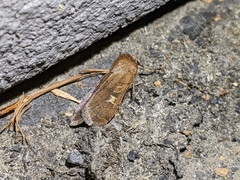 Xestia xanthographa