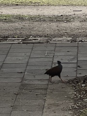 Megapodius reinwardt